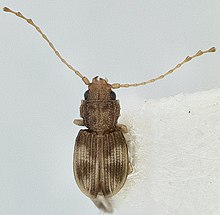 Lepidophloeus habitusMontage.jpg