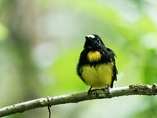 <span class="mw-page-title-main">White-fronted manakin</span> Species of bird