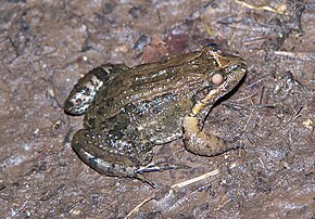 Leptodactylus melanonotus.jpeg görüntüsünün açıklaması.