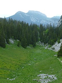 eng med gran i bakgrunnen og fjell i det fjerne