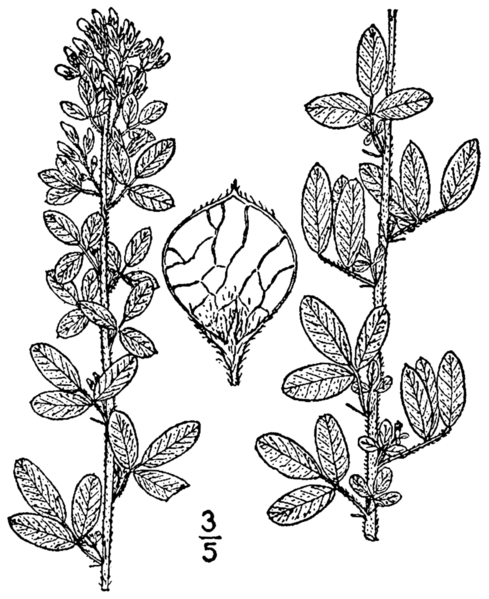 File:Lespedeza stuevei BB-1913.png