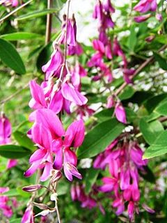 <i>Lespedeza thunbergii</i> Species of legume