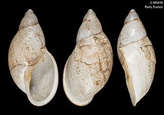 <i>Leucocharis pancheri</i> Species of gastropod