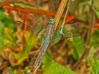 Libellulidae - Orthetrum coerulescens - androchrome female.JPG