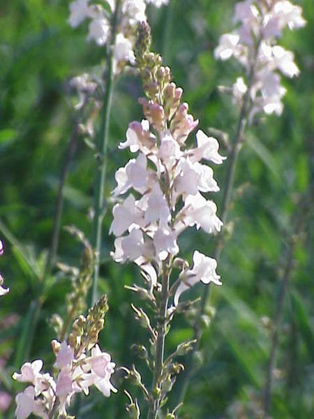 File:Linaria purpurea2.jpg