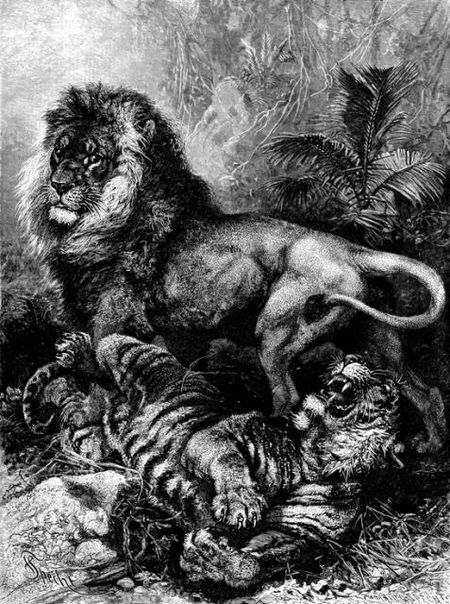 Tập_tin:Lion_and_Tiger.jpg
