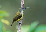 Little Spiderhunter (39190861944).jpg