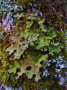 Lobaria pulmonaria Habitus