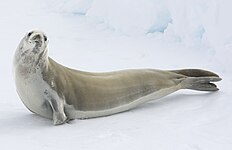 Crabeater seal (Lobodon carcinophagus)