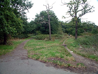 Long Lane Wood