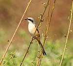 Long tailed shrik (Lanius schach) 3.jpg