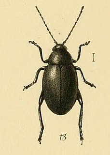 Bladderwort flea beetle Species of beetle