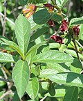 Vignette pour Lonicera involucrata