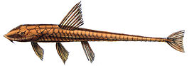 Loricariichthys castaneus