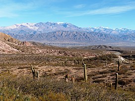 Los Cardones con el nevado de Cachi..JPG