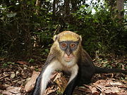 Lowe's Mona Monkey.JPG