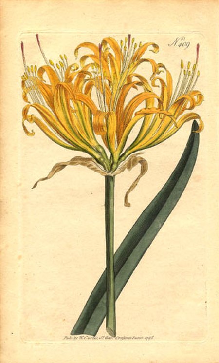 Lycoris aurea