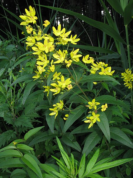 File:Lysimachia vulgaris var. davurica 1.JPG