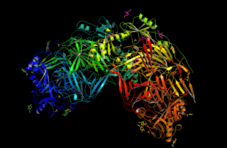 Lysyl oxidase Mammalian protein found in Homo sapiens