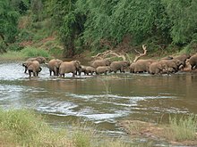 A breeding herd of elephants crossing the Luvuvhu in the Makuleke area Makuleke6.JPG