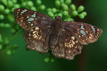 Golden angle, wet-season form Malabar spotted flat2.jpg