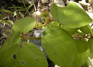 <i>Mallotus ficifolius</i> Species of shrub