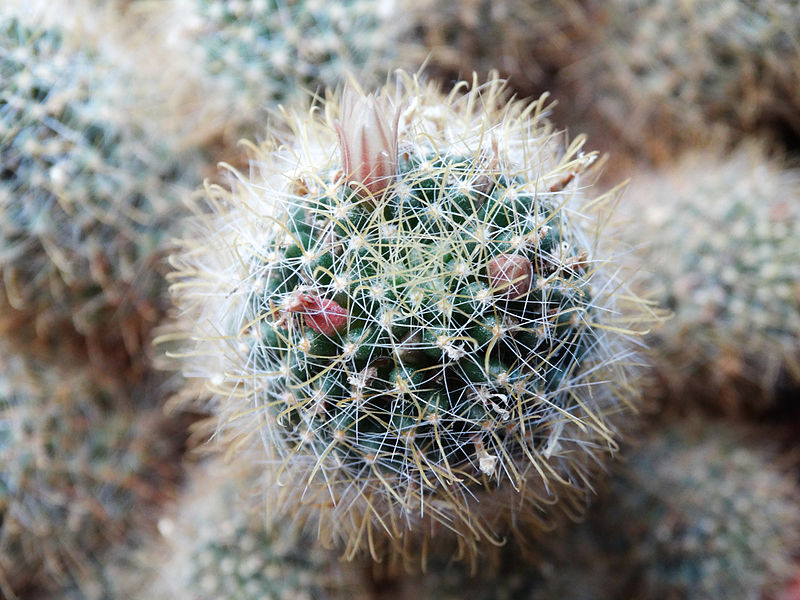 File:Mammillaria (14384447940).jpg