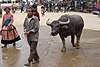 Man with a water buffalo, Bắc Hà, Vietnam - 20131027-01.jpg