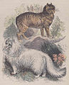 Manx and angora cats (stylized) 1885.jpg
