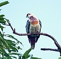 Many-colored fruit dove (31080472094).jpg