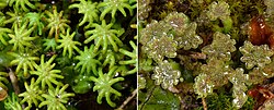 Dioicous gametophytes of the liverwort Marchantia polymorpha. In this species, gametes are produced on different plants on umbrella-shaped gametophores with different morphologies. The radiating arms of female gametophores (left) protect archegonia that produce eggs. Male gametophores (right) are topped with antheridia that produce sperm. Marchantia polymorpha gametophytes.jpg