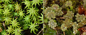 Female (left) and male (right) gametophores of Marchantia polymorpha subsp. ruderalis Marchantia polymorpha gametophytes.jpg