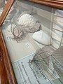 Marine Invertebrate Fauna from the Atlantic Ocean (CUBA) - Collection of Emilia Kojumdjieva at the Sofia University 'St. Kliment Ohridski' Museum of Paleontology and Historical Geology.jpg