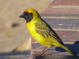 Der Maskenweber ist eine Vogel