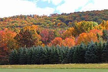 Forests on McCauley Mountain