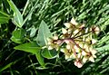 Mead's Milkweed (Asclepias meadii) - Flickr - Jay Sturner (1).jpg
