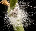 Sehr langhaarige Art auf einer Euphorbia