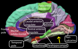 Miya yarim korteksining medial yuzasi - fusiform gyrus.png
