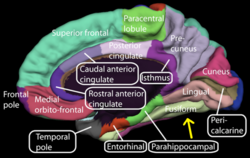 Mediale Oberfläche der Großhirnrinde - fusiformer Gyrus.png