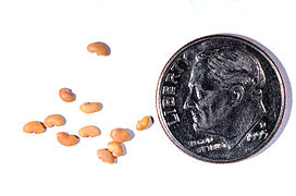 Medicago noeana seeds