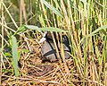* Nomination Coot (Fulica atra). Older on the nest. --Famberhorst 05:09, 4 June 2018 (UTC) * Promotion Sharp enough for QI, IMO. By "older", do you mean a parent? We don't use "older" as a noun in English. -- Ikan Kekek 05:48, 4 June 2018 (UTC)  Done. Text changed. Thanks for the review.--Famberhorst 16:11, 4 June 2018 (UTC)