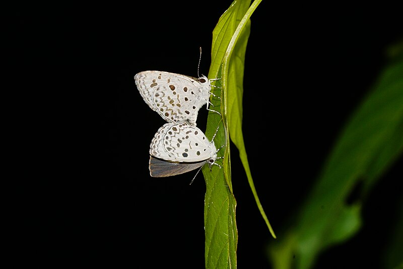 File:Megisba malaya 0752.jpg