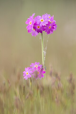 <i>Primula farinosa</i> Species of flowering plant