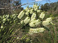 Melaleuca squarrosa