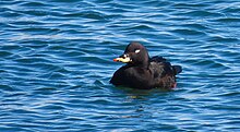 Velvet scoter Melanitta fusca 2.jpg