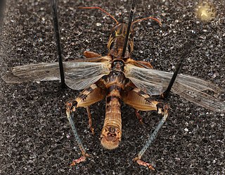 <i>Melanoplus infantilis</i> Species of grasshopper