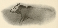 Image 31Watercolor tracing made by archaeologist Henri Breuil from a cave painting of a wolf-like canid, Font-de-Gaume, France dated 19,000 years ago. (from Origin of the domestic dog)