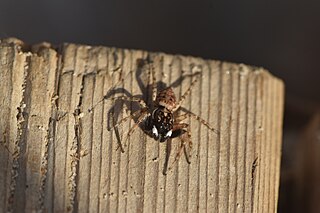 <i>Menemerus meridionalis</i> Species of spider