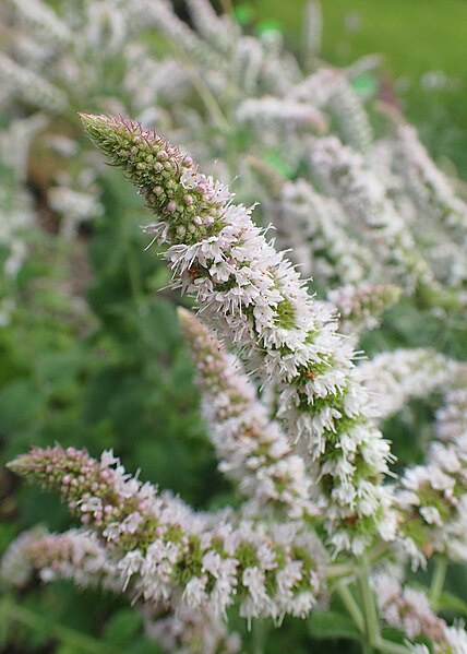 File:Mentha × villosa kz02.jpg