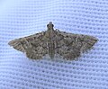 A grass moth (Metasia capnochroa) Royal National Park